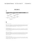 ANTIBODIES THAT BIND TO LYSYL OXIDASE-LIKE 2 (LOXL2) AND METHODS OF USE     THEREFOR diagram and image