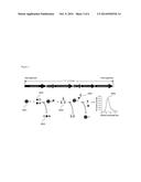 ZAP-70 DETECTION IN CHRONIC LYMPHOCYTIC LEUKEMIA diagram and image