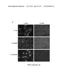 Methods and Compositions for Controlling Gene Expression by RNA Processing diagram and image