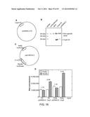 Methods and Compositions for Controlling Gene Expression by RNA Processing diagram and image