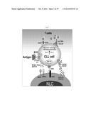 USE OF INHIBITORS OF BRUTON S TYROSINE KINASE (BTK) diagram and image