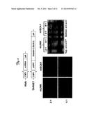 REDUCTION OF OFF-TARGET RNA INTERFERENCE TOXICITY diagram and image