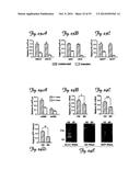 REDUCTION OF OFF-TARGET RNA INTERFERENCE TOXICITY diagram and image