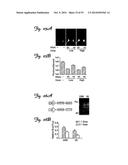 REDUCTION OF OFF-TARGET RNA INTERFERENCE TOXICITY diagram and image