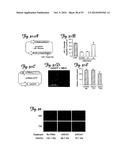 REDUCTION OF OFF-TARGET RNA INTERFERENCE TOXICITY diagram and image