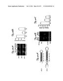 REDUCTION OF OFF-TARGET RNA INTERFERENCE TOXICITY diagram and image