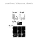 REDUCTION OF OFF-TARGET RNA INTERFERENCE TOXICITY diagram and image