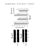 REDUCTION OF OFF-TARGET RNA INTERFERENCE TOXICITY diagram and image