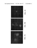 MAIZE STRESS RELATED TRANSCRIPTION FACTOR 18 AND USES THEREOF diagram and image