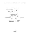 PLANTS HAVING ENHANCED YIELD-RELATED TRAITS AND PRODUCING METHODS THEREOF diagram and image