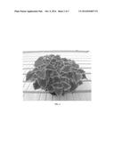 Coleus plant named Gator Glory diagram and image