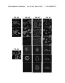 Targeted Self-Assembly of Functionalized Carbon Nanotubes on Tumors diagram and image