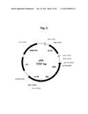 ADENOVIRUS PRODUCING NOVEL CELL LINE AND THE USE THEREOF diagram and image