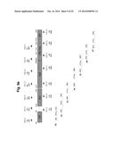 ADENOVIRUS PRODUCING NOVEL CELL LINE AND THE USE THEREOF diagram and image