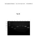 ADENOVIRUS PRODUCING NOVEL CELL LINE AND THE USE THEREOF diagram and image