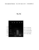 ADENOVIRUS PRODUCING NOVEL CELL LINE AND THE USE THEREOF diagram and image