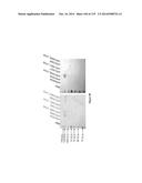 Yeast Expressing Saccharolytic Enzymes for Consolidated Bioprocessing     Using Starch and Cellulose diagram and image