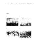 THERAPEUTIC AGENT FOR ARTHROSIS diagram and image