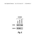 TREATMENT OF DISEASES OR DISORDERS CAUSED BY INDUCED NFkB TRANSCRIPTIONAL     ACTIVITY diagram and image