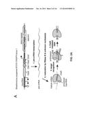 CRISPR-Cas Nickase Systems, Methods And Compositions For Sequence     Manipulation in Eukaryotes diagram and image