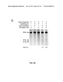 CRISPR-Cas Nickase Systems, Methods And Compositions For Sequence     Manipulation in Eukaryotes diagram and image