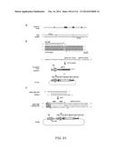 CRISPR-Cas Nickase Systems, Methods And Compositions For Sequence     Manipulation in Eukaryotes diagram and image