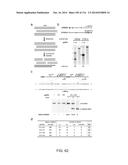 CRISPR-Cas Nickase Systems, Methods And Compositions For Sequence     Manipulation in Eukaryotes diagram and image