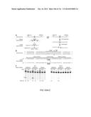 CRISPR-Cas Nickase Systems, Methods And Compositions For Sequence     Manipulation in Eukaryotes diagram and image