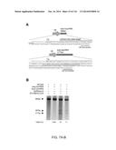 CRISPR-Cas Nickase Systems, Methods And Compositions For Sequence     Manipulation in Eukaryotes diagram and image