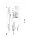 CRISPR-Cas Nickase Systems, Methods And Compositions For Sequence     Manipulation in Eukaryotes diagram and image