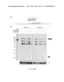 CRISPR-Cas Nickase Systems, Methods And Compositions For Sequence     Manipulation in Eukaryotes diagram and image