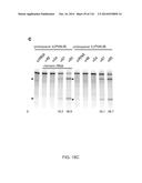 CRISPR-Cas Nickase Systems, Methods And Compositions For Sequence     Manipulation in Eukaryotes diagram and image