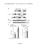 CRISPR-Cas Nickase Systems, Methods And Compositions For Sequence     Manipulation in Eukaryotes diagram and image