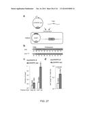 CRISPR-Cas Nickase Systems, Methods And Compositions For Sequence     Manipulation in Eukaryotes diagram and image