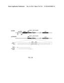 CRISPR-Cas Nickase Systems, Methods And Compositions For Sequence     Manipulation in Eukaryotes diagram and image