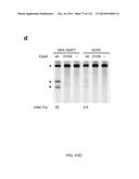 CRISPR-Cas Nickase Systems, Methods And Compositions For Sequence     Manipulation in Eukaryotes diagram and image