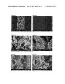 POROUS ALPHA-SIC-CONTAINING SHAPED BODY HAVING A CONTIGUOUS OPEN PORE     STRUCTURE diagram and image