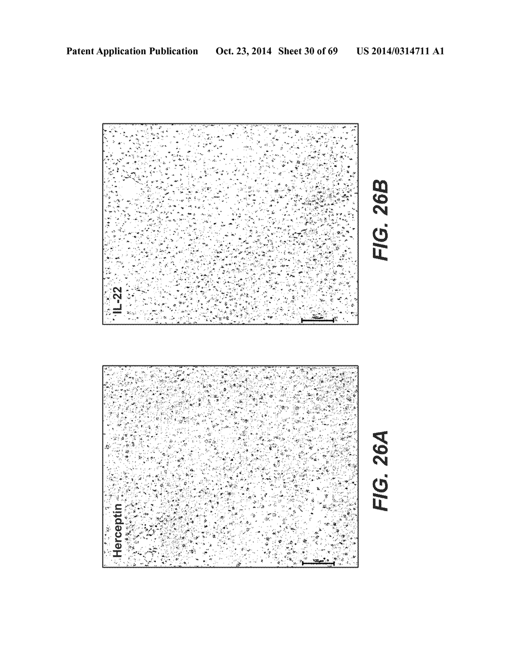 IL-22 POLYPEPTIDES AND IL-22 Fc FUSION PROTEINS AND METHODS OF USE - diagram, schematic, and image 31