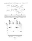 SERINE PROTEASE MOLECULES AND THERAPIES diagram and image