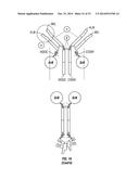 SERINE PROTEASE MOLECULES AND THERAPIES diagram and image