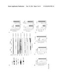 CASPASE 9 INHIBITION AND BRI2 PEPTIDES FOR TREATING DEMENTIA diagram and image