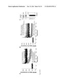 CASPASE 9 INHIBITION AND BRI2 PEPTIDES FOR TREATING DEMENTIA diagram and image