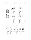 YEAST STRAIN FOR THE PRODUCTION OF PROTEINS WITH TERMINAL ALPHA-1,3-LINKED     GALACTOSE diagram and image