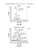 YEAST STRAIN FOR THE PRODUCTION OF PROTEINS WITH TERMINAL ALPHA-1,3-LINKED     GALACTOSE diagram and image