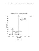 YEAST STRAIN FOR THE PRODUCTION OF PROTEINS WITH TERMINAL ALPHA-1,3-LINKED     GALACTOSE diagram and image