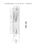 Compositions Containing Purine and Pyrimidine Nucleosides, Peptides, and     Manganese and Their Uses diagram and image