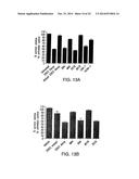 STABILIZED STAT3 DECOY OLIGONUCLEOTIDES AND USES THEREFORE diagram and image