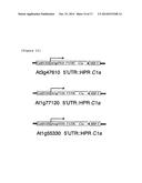 PROTEIN PRODUCTION METHOD USING TRANSFORMED PLANT CELLS diagram and image