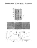 ACTIVATED COLLAGEN SCAFFOLD MATERIALS AND THEIR SPECIAL FUSED ACTIVE     RESTORATION FACTORS diagram and image