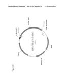 ISOPRENE SYNTHASE VARIANTS WITH IMPROVED SOLUBILITY FOR PRODUCTION OF     ISOPRENE diagram and image